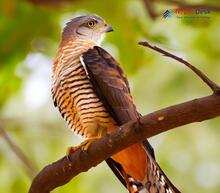 Large Hawk Cuckoo - Hierococcyx sparverioides