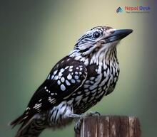 Large Spotted Nutcracker - Nucifraga multipunctata