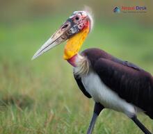 Lesser Adjutant_Leptoptilos javanicus