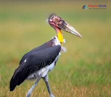 Lesser Adjutant_Leptoptilos javanicus