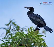 Little Cormorant_Microcarbo niger