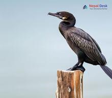 Little Cormorant_Microcarbo niger