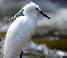 Little Egret_Egretta garzetta