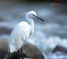 Little Egret_Egretta garzetta