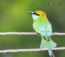 Little Green Bee-eater_Merops orientalis