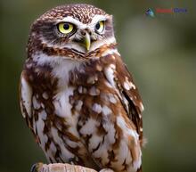 Little owl_Athene noctua