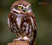 Little owl_Athene noctua