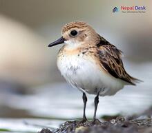 Little Stint_Calidris minuta