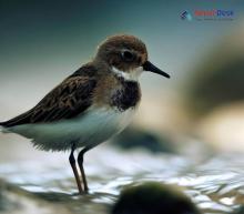 Little Stint_Calidris minuta