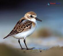 Little Stint_Calidris minuta