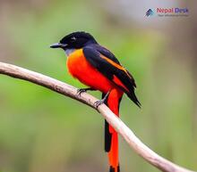 Long-tailed Minivet_Pericrocotus ethologus