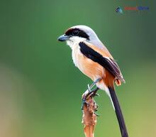 Long-tailed Shrike_Lanius schach