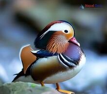 Mandarin Duck_Aix galericulata