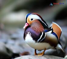 Mandarin Duck_Aix galericulata