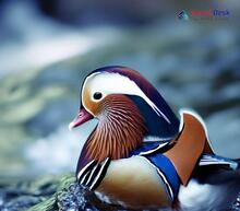 Mandarin Duck_Aix galericulata