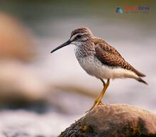 Marsh Sandpiper_Tringa stagnatilis