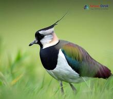 Northern Lapwing_Vanellus vanellus