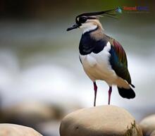 Northern Lapwing_Vanellus vanellus