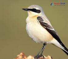 Northern Wheatear_Oenanthe oenanthe