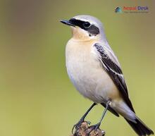 Northern Wheatear_Oenanthe oenanthe