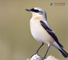 Northern Wheatear_Oenanthe oenanthe
