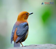 Orange-headed thrush_Zoothera citrina