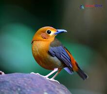 Orange-headed thrush_Zoothera citrina