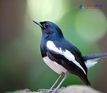 Oriental Magpie Robin_Copsychus saularis