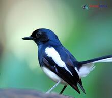 Oriental Magpie Robin_Copsychus saularis