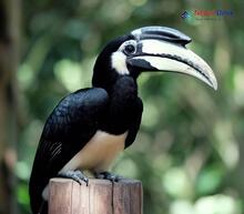 Oriental Pied Hornbill_Anthracoceros albirostris