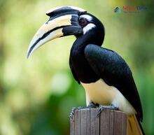 Oriental Pied Hornbill_Anthracoceros albirostris