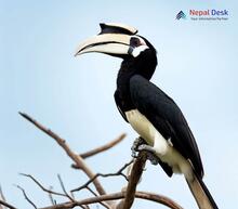 Oriental Pied Hornbill_Anthracoceros albirostris