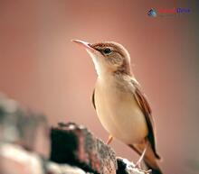 Oriental Reed Warbler_Acrocephalus orientalis