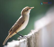 Oriental Reed Warbler_Acrocephalus orientalis