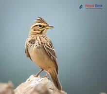 Oriental Skylark_Alauda gulgula