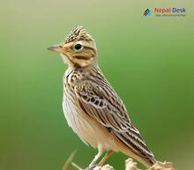 Oriental Skylark_Alauda gulgula