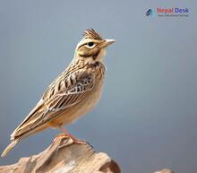 Oriental Skylark_Alauda gulgula