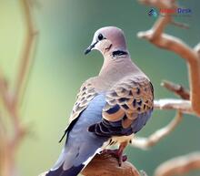 Oriental Turtle-Dove_Streptopelia orientalis