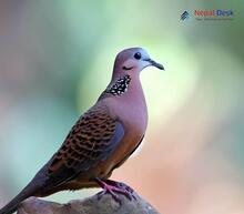 Oriental Turtle-Dove_Streptopelia orientalis