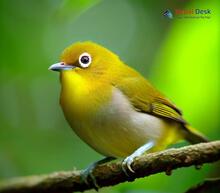 Oriental white-eye_Zosterops palpebrosus