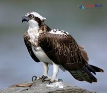 Osprey_Pandion haliaetus