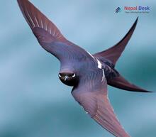 Pacific Swift_Apus pacificus