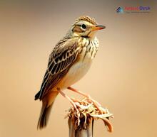 Paddyfield Pipit_Anthus rufulus