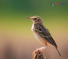 Paddyfield Pipit_Anthus rufulus