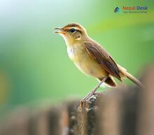 Paddyfield Warbler_Acrocephalus agricola