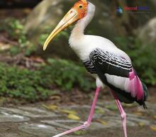 Painted Stork_Mycteria leucocephala