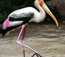 Painted Stork_Mycteria leucocephala