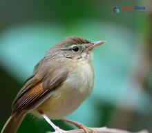 Pale-footed Bush Warbler_Hemitesia pallidipes