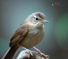 Pale-footed Bush Warbler_Hemitesia pallidipes