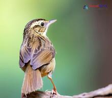 Pallas's Grasshopper Warbler_Locustella certhiola